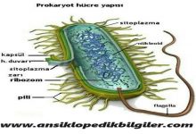 Prokaryot Hücre