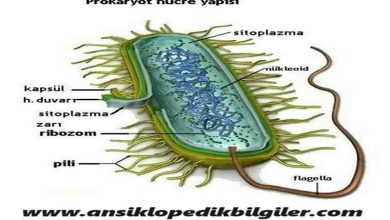 Prokaryot Hücre