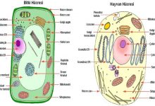 Bitki ve Hayvan Hücresi Arasındaki Farklar